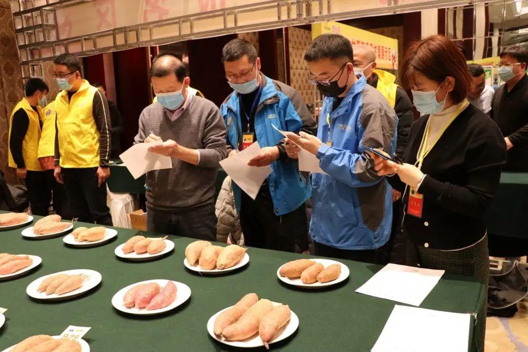 最新高产玉米种，心灵的田园之旅探索