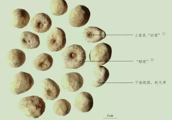 半夏价格揭秘，小巷深处的药香宝藏探索