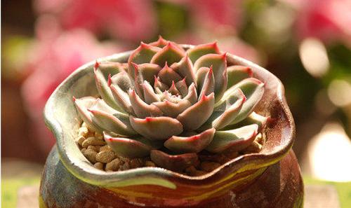 植物大战僵尸最新动态与游戏进阶、创新及科普探讨
