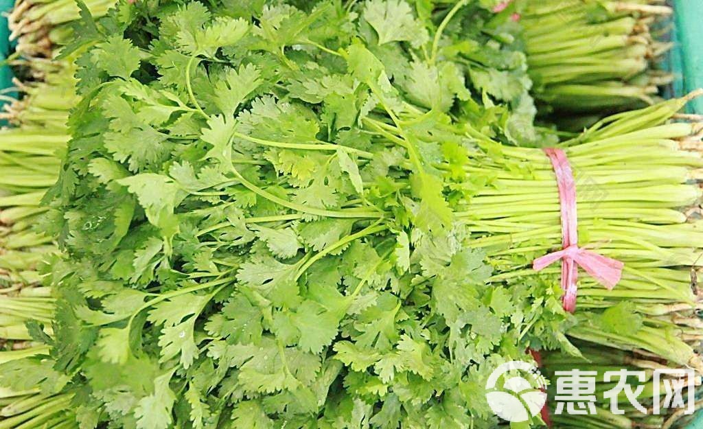 香菜最新价格获取指南，最新香菜价格一网打尽
