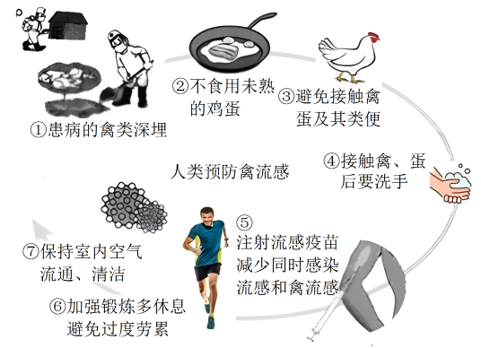 最新禽流感，全面解析，你需要知道的一切🦆
