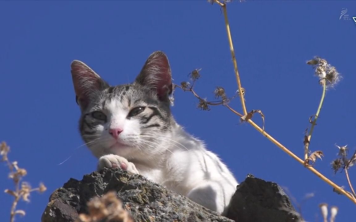 最新猫咪视频，一场心灵宁静的猫步探索之旅