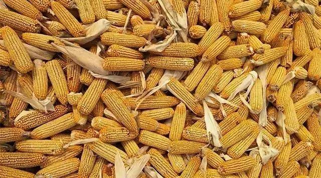 玉米最新价格