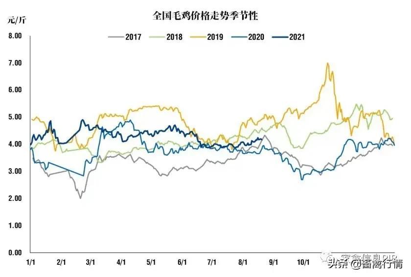毛猪价格