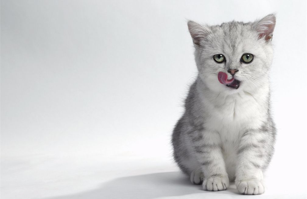 猫咪最新破解技术，高科技产品重塑猫奴生活体验