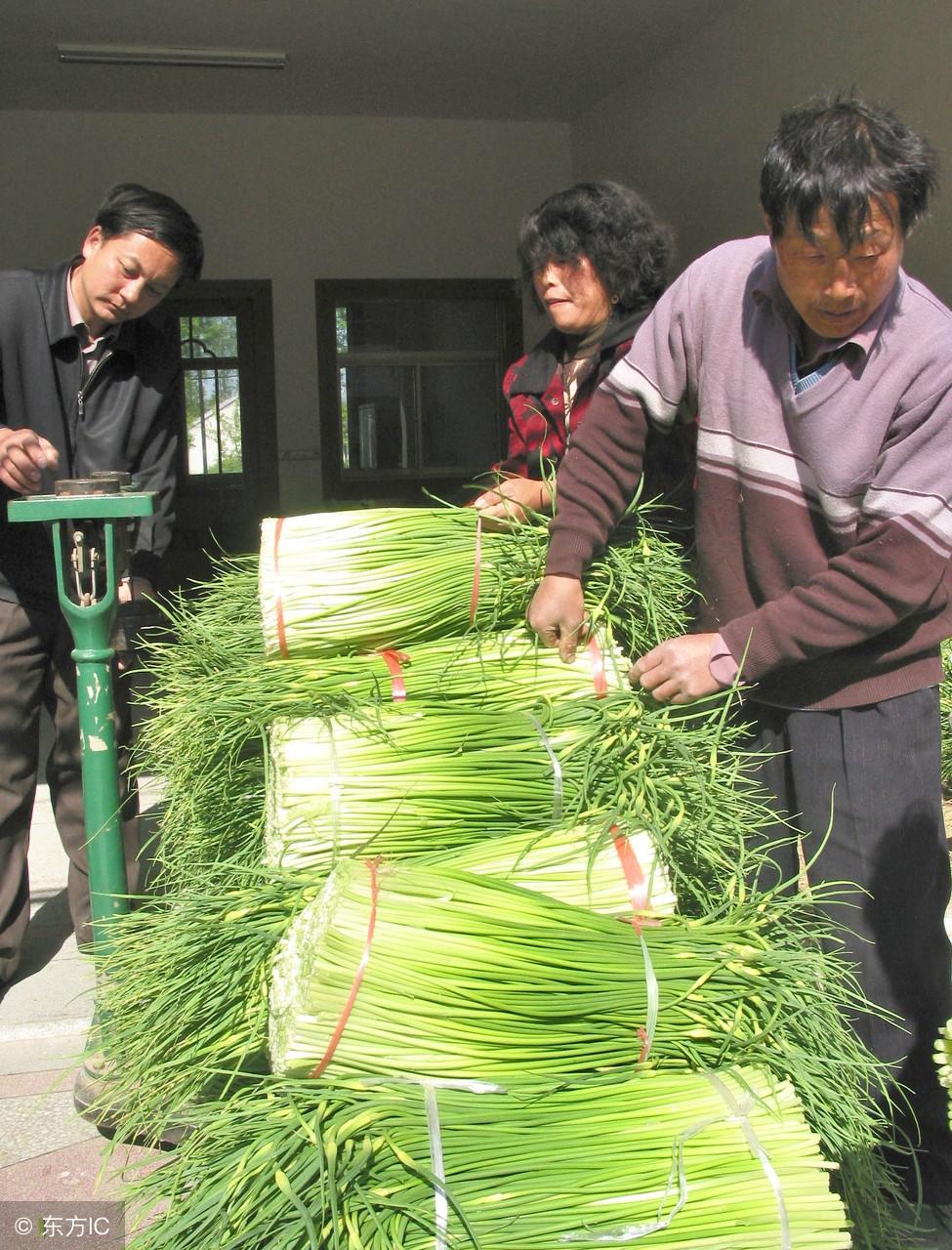 蒜苔最新价格